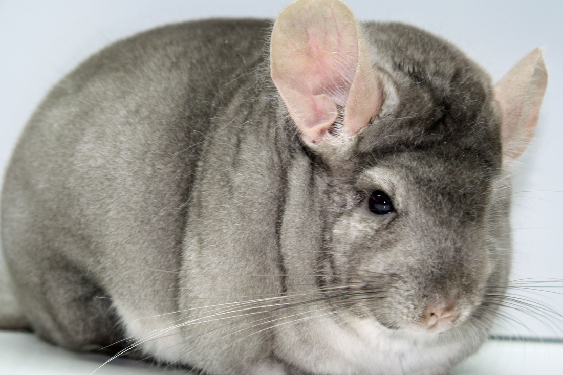 Chinchilla breeders near me sales